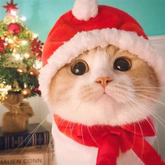 三萌猫舍(西直门店):北京城区西城区西直门/动物园附近