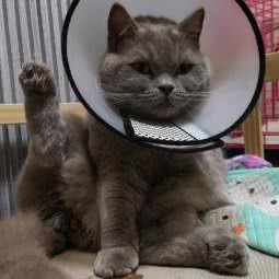 古城宠物诊所:大连市金州区五一路附近