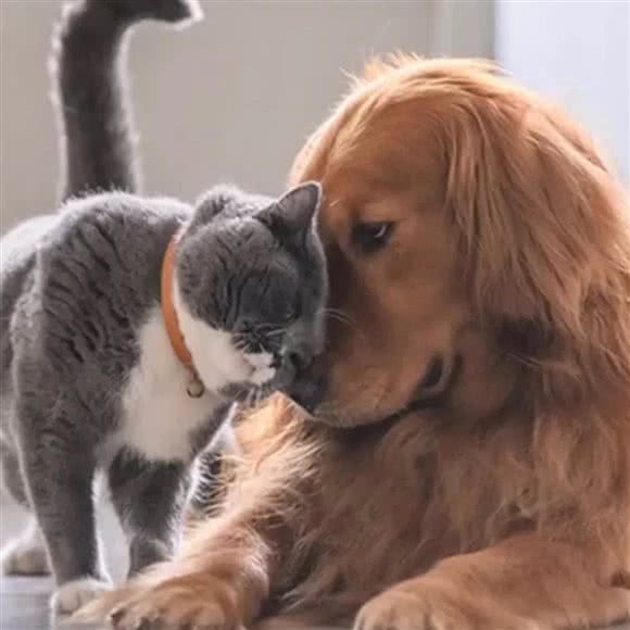 猫狗生活宠物馆(鸿博家园店):北京城区朝阳区小红门附近