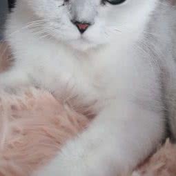 淘猫猫舍:北京城区朝阳区小红门附近