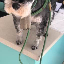 宏光宠物医院:鞍山市铁东区解放路附近