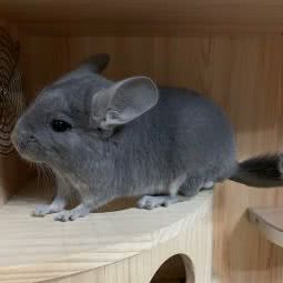 梦与星源龙猫店(朝阳区王四营宠物龙猫店):北京城区朝阳区王四营附近