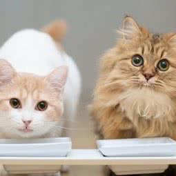 乐乐宠物生活会馆(绿化街店):鞍山市铁东区园林路/绿化街附近