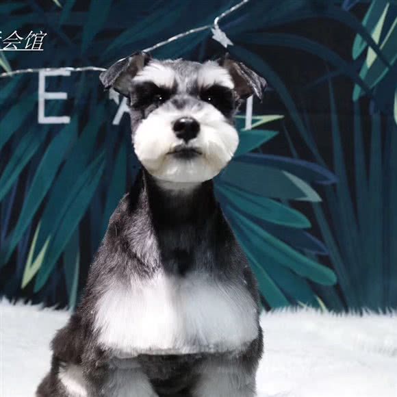 芭比宠物生活会馆:鞍山市铁东区湖南附近