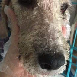 小金子宠物诊所:鞍山市铁东区湖南附近