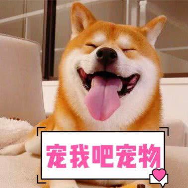 宠我吧狂奔犬舍门店:北京城区丰台区总部基地附近