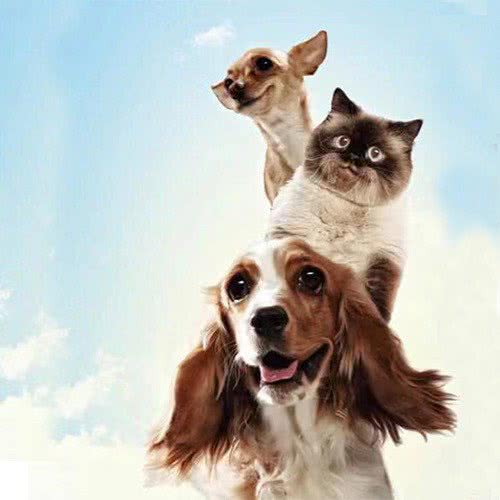 萌物社·犬舍猫舍购宠直营店:北京城区丰台区总部基地附近