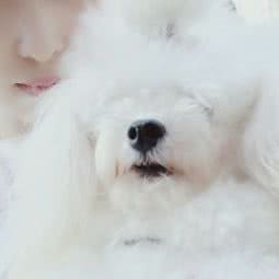 多多乐宠物生活:鞍山市铁东区长大附近