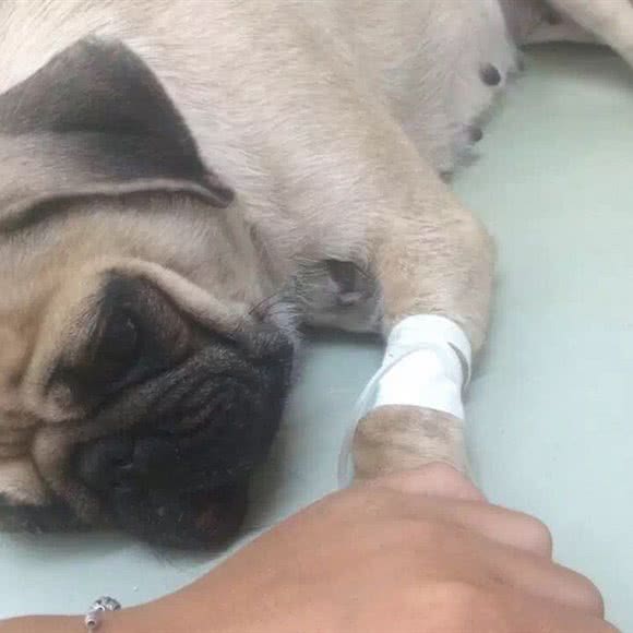 老李太太宠物医院:鞍山市铁西区人民路沿线附近