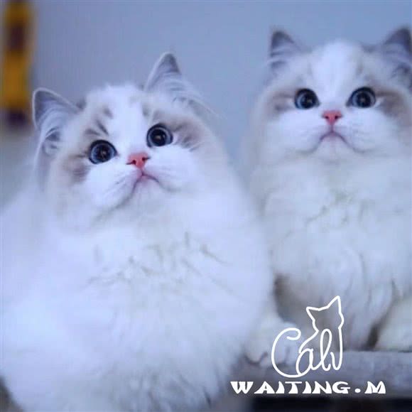 喵之家·猫舍:北京城区丰台区总部基地附近