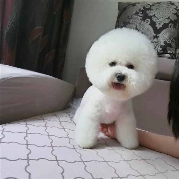 泡泡宠物店:鞍山市铁西区千龙户附近