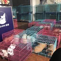 鞍宠汇-购宠专售:鞍山市铁西区永乐公园附近