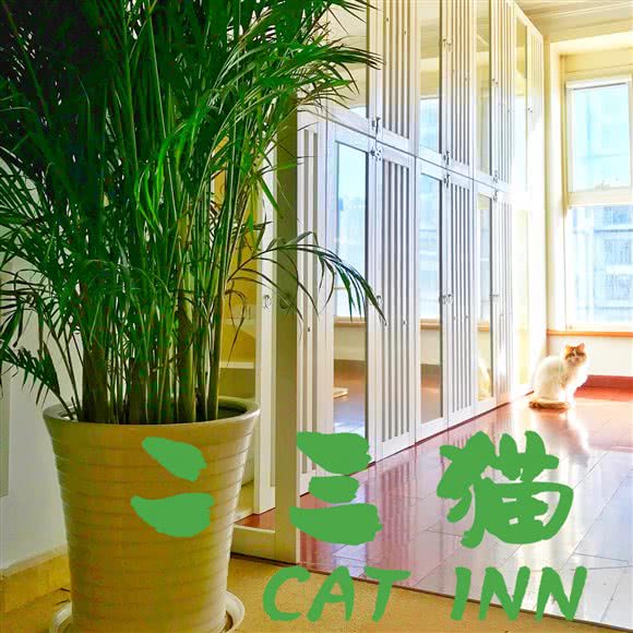 二三猫 Cat Inn，专业猫咪寄养洗护:北京城区丰台区方庄/蒲黄榆附近
