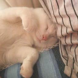 豆豆宠物店:北京城区丰台区方庄/蒲黄榆附近