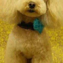 爱宠一族:鞍山市立山区太平附近