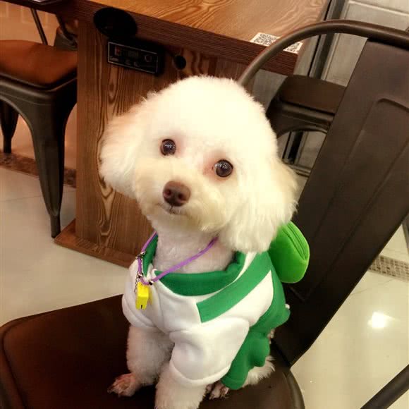 亮宠宠物店:抚顺市新抚区南站附近