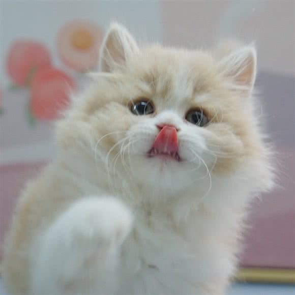 友有猫舍:北京城区丰台区方庄/蒲黄榆附近