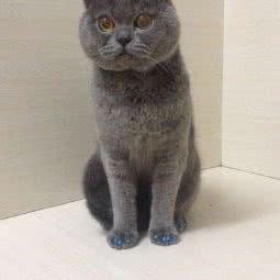 王仁山动物诊所:抚顺市新抚区劳动公园附近