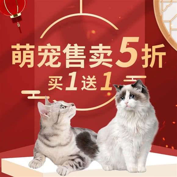 无忧·猫舍·淘狗无忧旗下猫舍:北京城区丰台区方庄/蒲黄榆附近