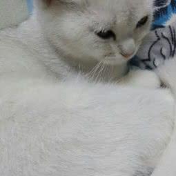 淘气包宠物(玫瑰城店):抚顺市望花区丹东路附近