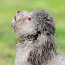 美娜泰迪:北京城区西城区西直门/动物园附近