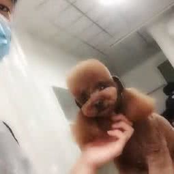 家有狗宝:抚顺市望花区望花大街/北镇街附近