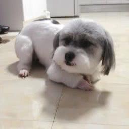 HELLO派特宠物之家:抚顺市顺城区将军附近