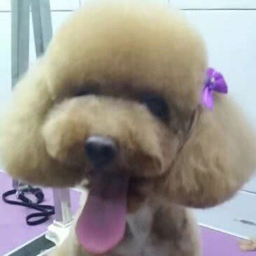 艾诺宠物狗会所:抚顺市顺城区将军附近