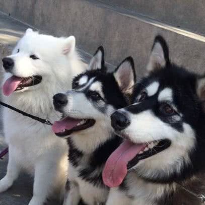 0413萌宠宠物基地:抚顺市顺城区新华乐购附近