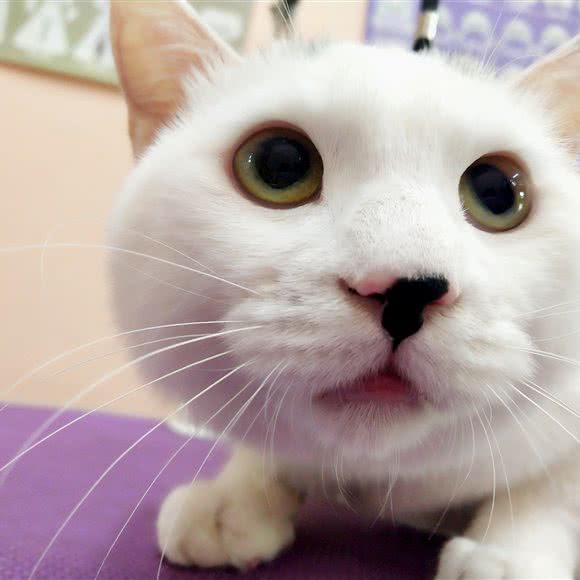 柒号狗狗生活馆:抚顺市顺城区河东附近