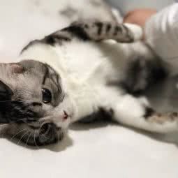 乐康宠物诊所(城东万科店):抚顺市顺城区城东新区附近