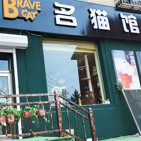 Brave cat 名猫馆:本溪市平山区东明步行街附近