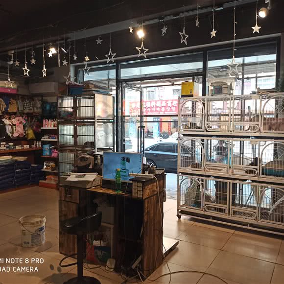 金宠宠物:丹东市元宝区女人街附近