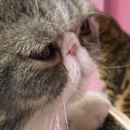 甜猫小屋猫咖(天赐未来城店):丹东市振兴区万达广场附近