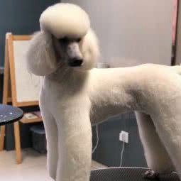 多格屋宠物会所:丹东市振兴区江边附近