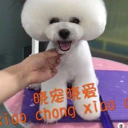 晓宠晓爱宠物店:北京城区丰台区青塔附近