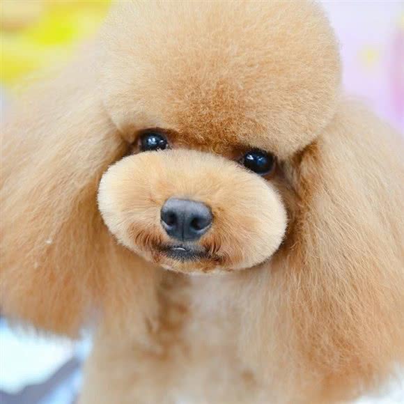 派多格宠物店(青塔店):北京城区丰台区青塔附近