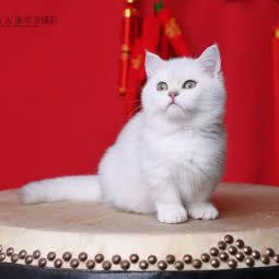 花色宠物居:营口市站前区红旗小学附近