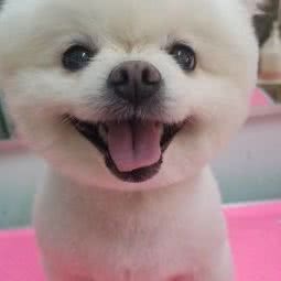 宝来狗狗美容工作室:营口市站前区客运分站附近