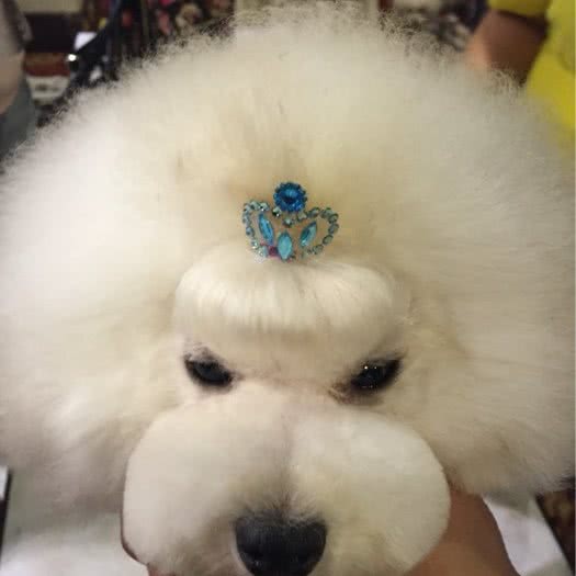 爱宠一族:营口市站前区客运分站附近