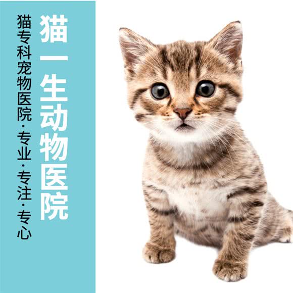 猫一生动物医院:营口市站前区南湖公园附近