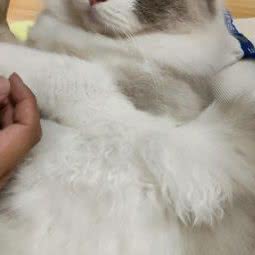 猫宠生活体验馆·猫咖(万达店):营口市站前区万达广场附近