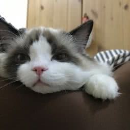 甜甜私房猫猫舍:北京城区丰台区青塔附近