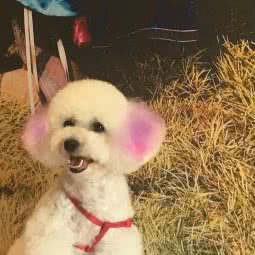 它它宠物:营口市鲅鱼圈区熊岳镇附近