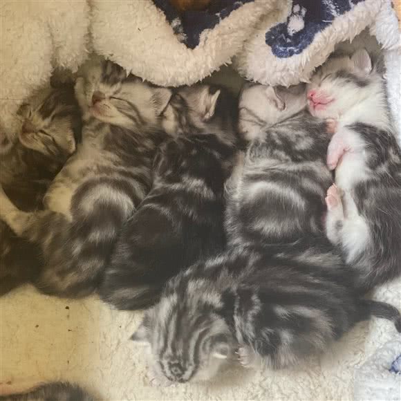 碗喵家猫美短布偶英短:北京城区丰台区北京西站/六里桥附近