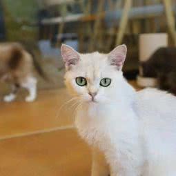 狸泰子猫咪.猫咖:阜新市海州区新华路附近