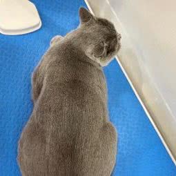 0521宠物会馆:辽阳市白塔区博物馆附近