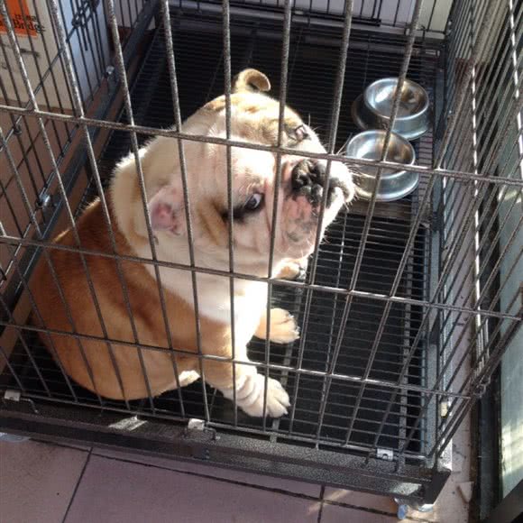 酷比宠物(东兴路店):辽阳市白塔区博物馆附近