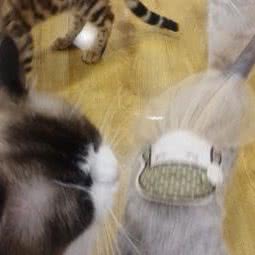 心灵捕手宠舍:北京城区丰台区六里桥/丽泽桥附近