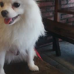 宠爱宠物托运中心(北京店):北京城区丰台区六里桥/丽泽桥附近